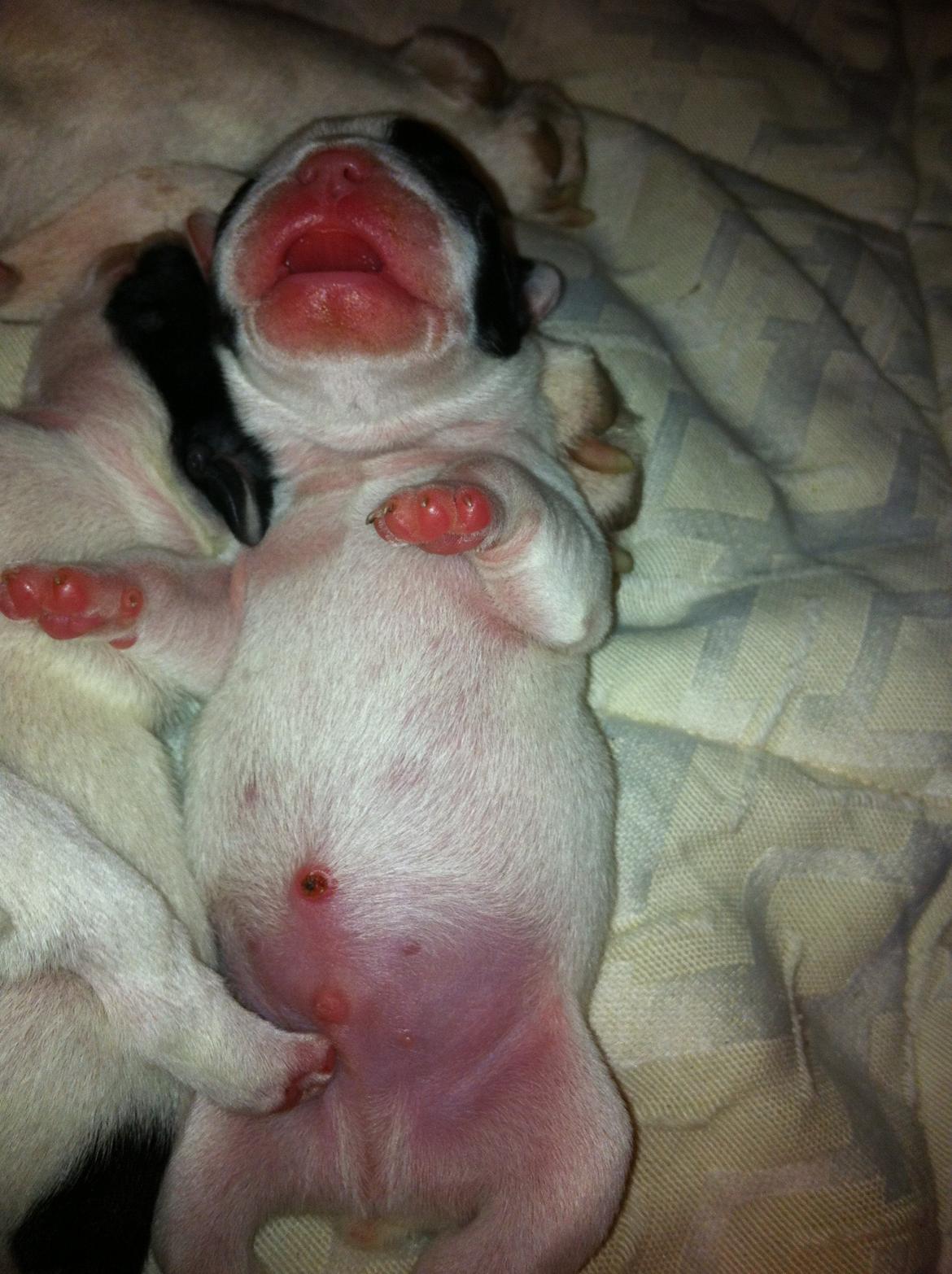 Fransk bulldog Barry billede 1