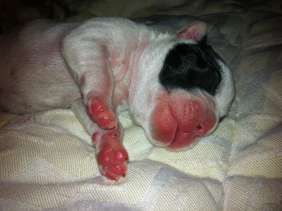 Fransk bulldog Barry billede 2