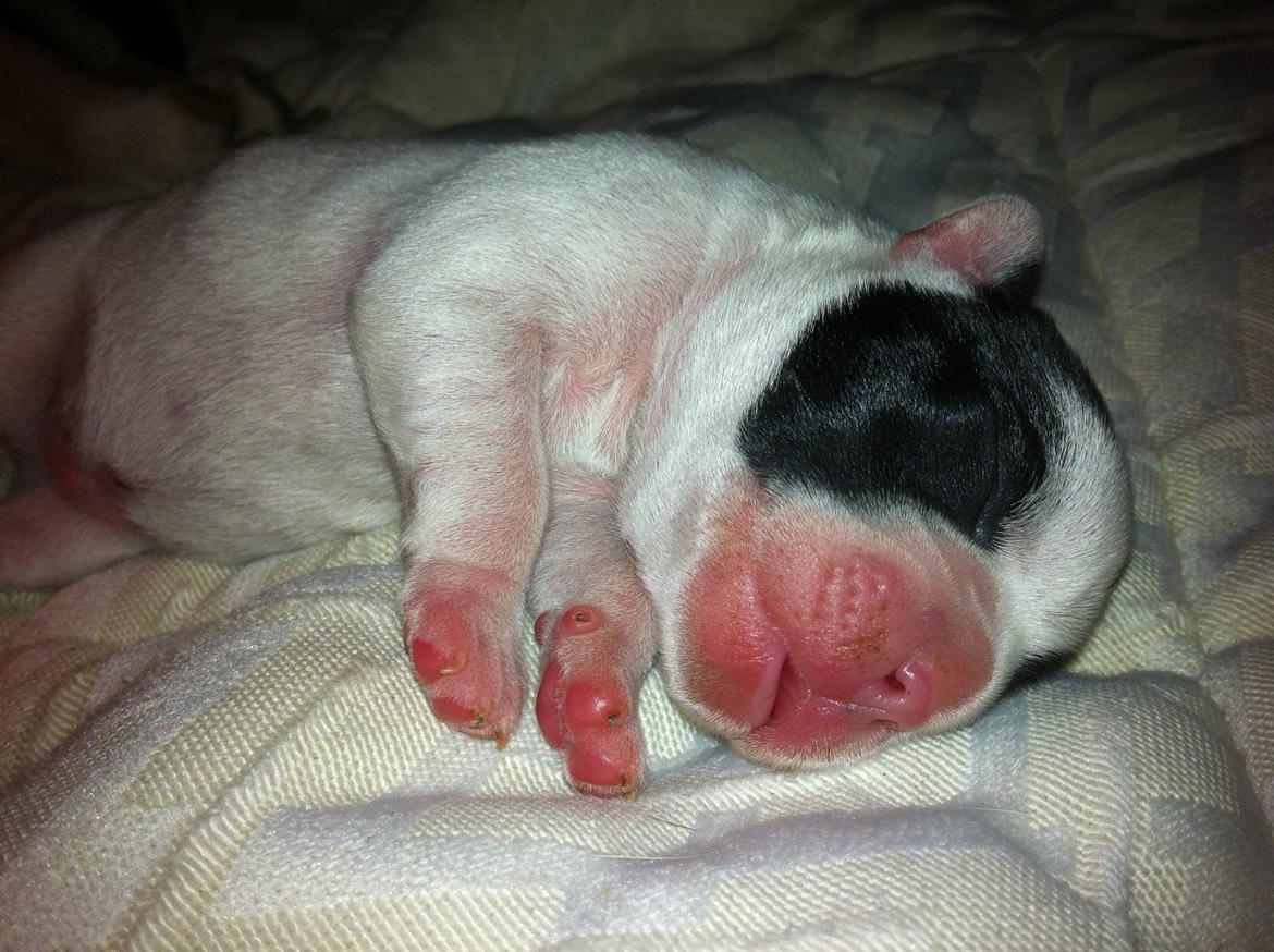 Fransk bulldog Barry billede 3