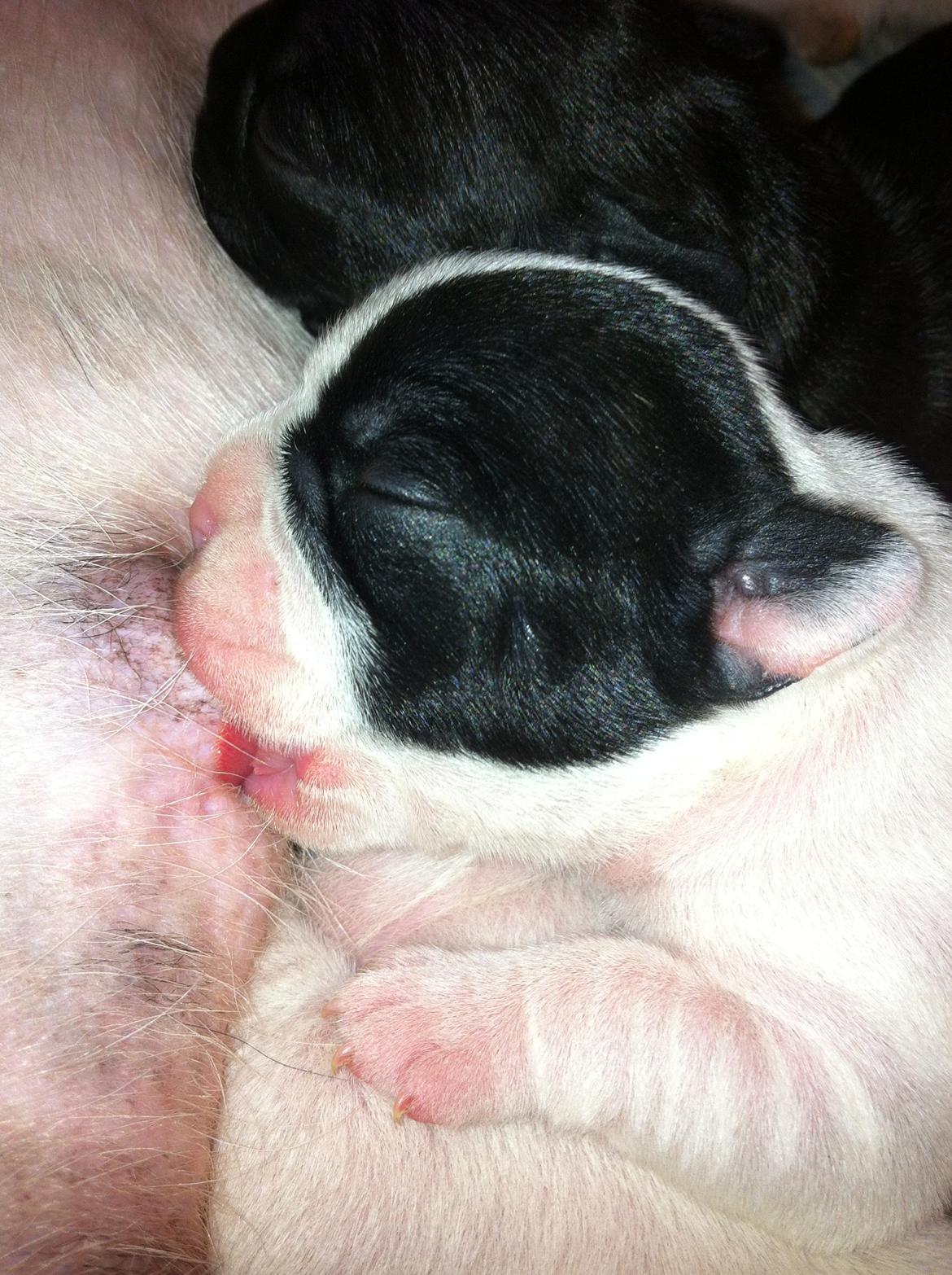 Fransk bulldog Barry billede 5