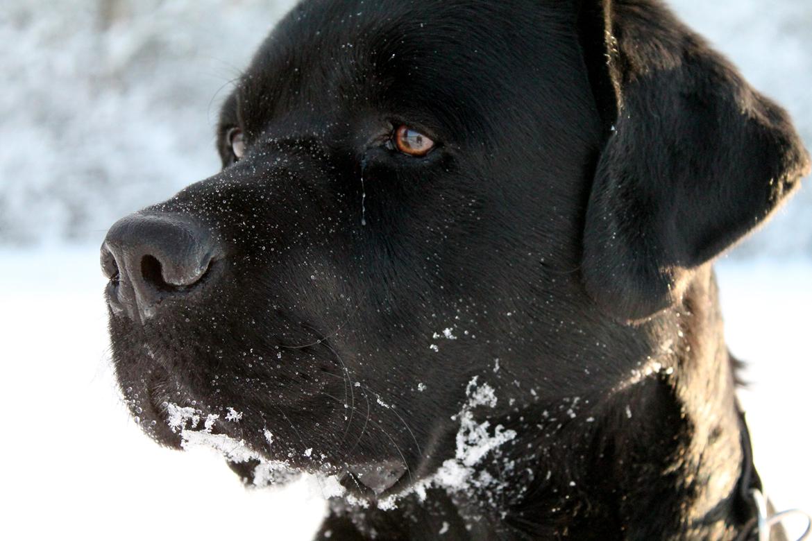 Labrador retriever Albert<3 - Kæmp for en, der også vil kæmpe for dig<3
Jeg vil kæmpe for dig<3 billede 5