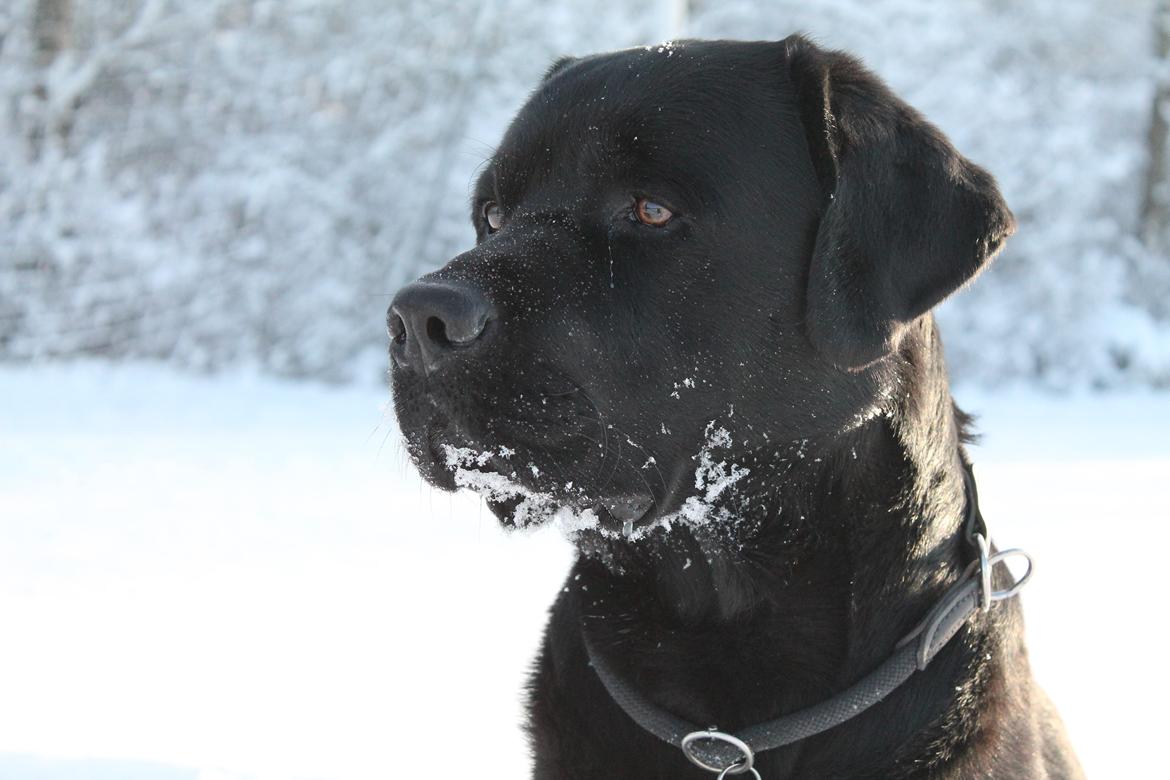 Labrador retriever Albert<3 - When you're around someone so much, for so long, they become a part of you, and when they go away, you don't know, who you are without them.<3 billede 16