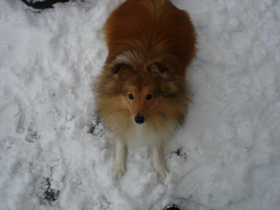 Shetland sheepdog Watson *Firehøje's Fancy Twix* - Jeg ELSKER sne. Det er fantastisk. billede 16
