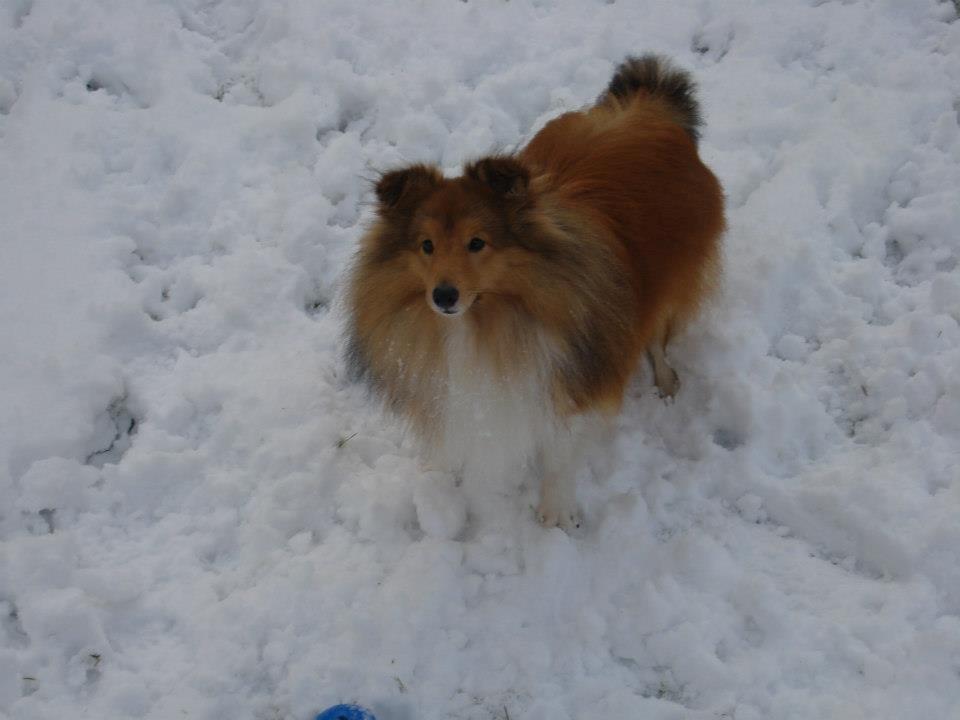Shetland sheepdog Watson *Firehøje's Fancy Twix* - Jeg er blevet helt god til at posere. billede 17