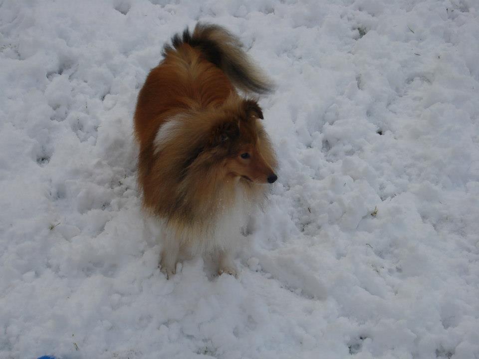 Shetland sheepdog Watson *Firehøje's Fancy Twix* - Man skal være på vagt for fremmede. billede 18