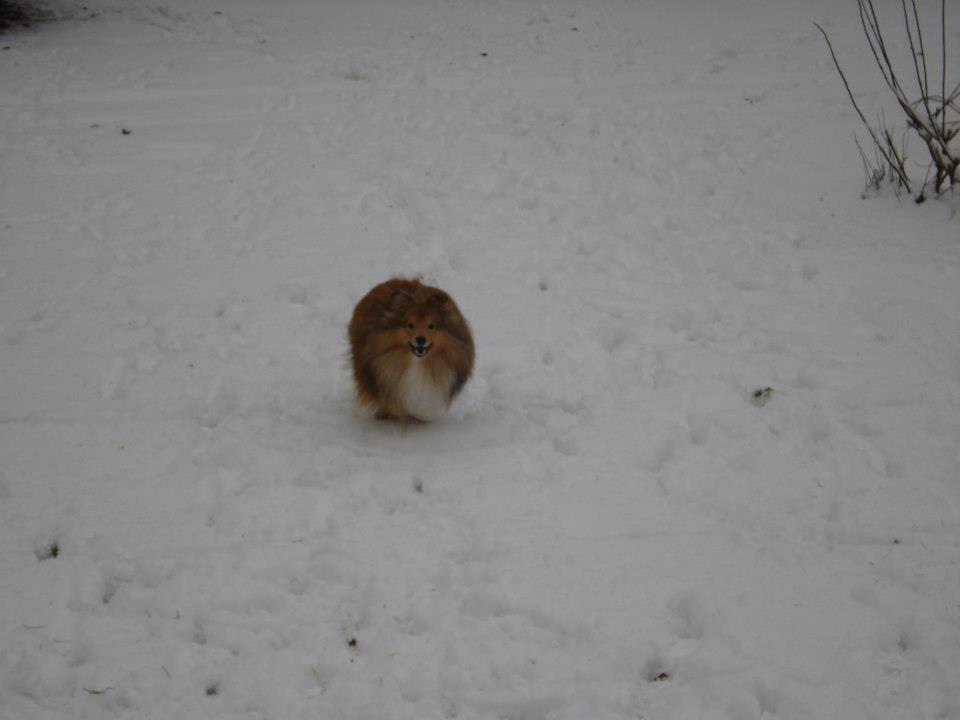 Shetland sheepdog Watson *Firehøje's Fancy Twix* - Velkommen til min profil billede 1