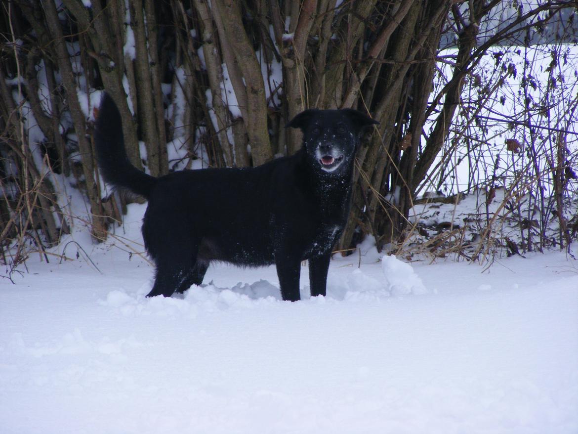 Blanding af racer Chilli billede 1