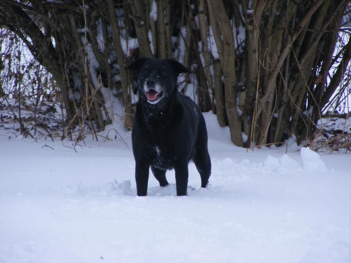 Blanding af racer Chilli billede 2