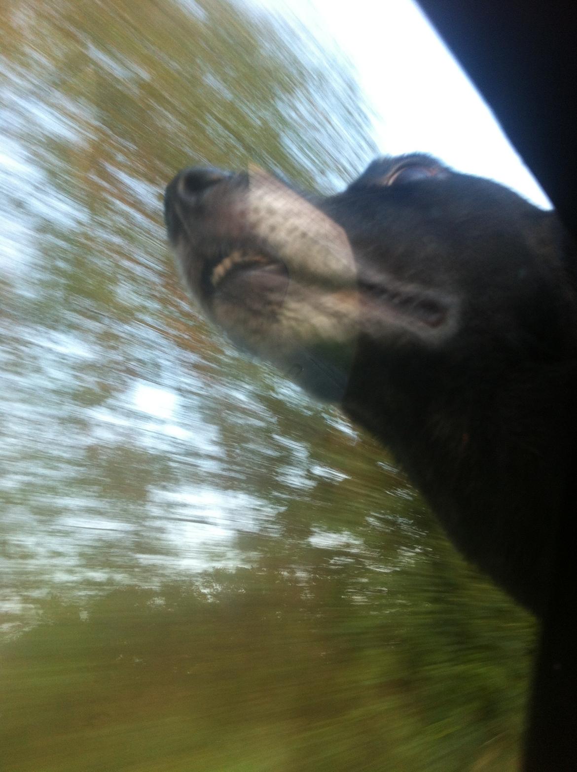 Blanding af racer Chilli billede 3