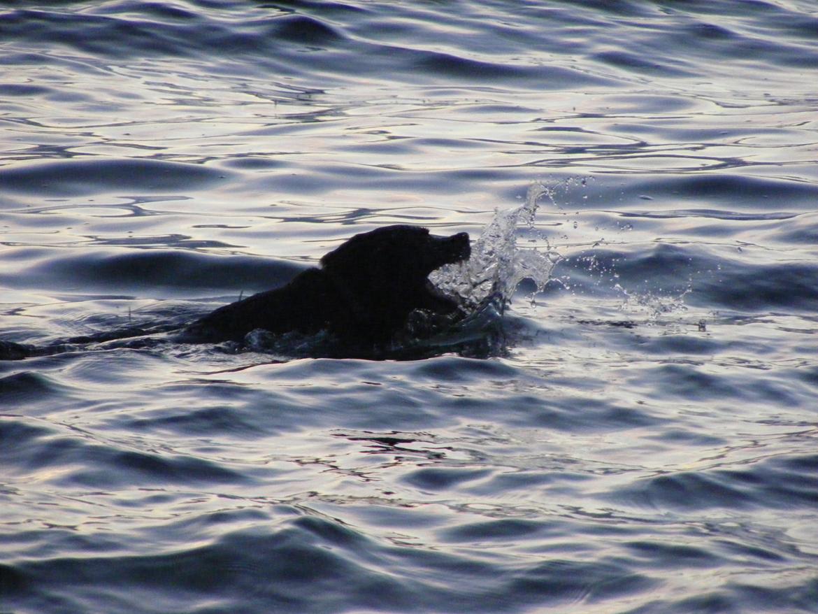 Blanding af racer Chilli billede 4