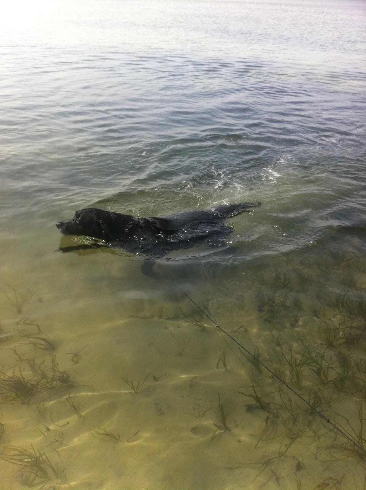 Blanding af racer Chilli billede 5