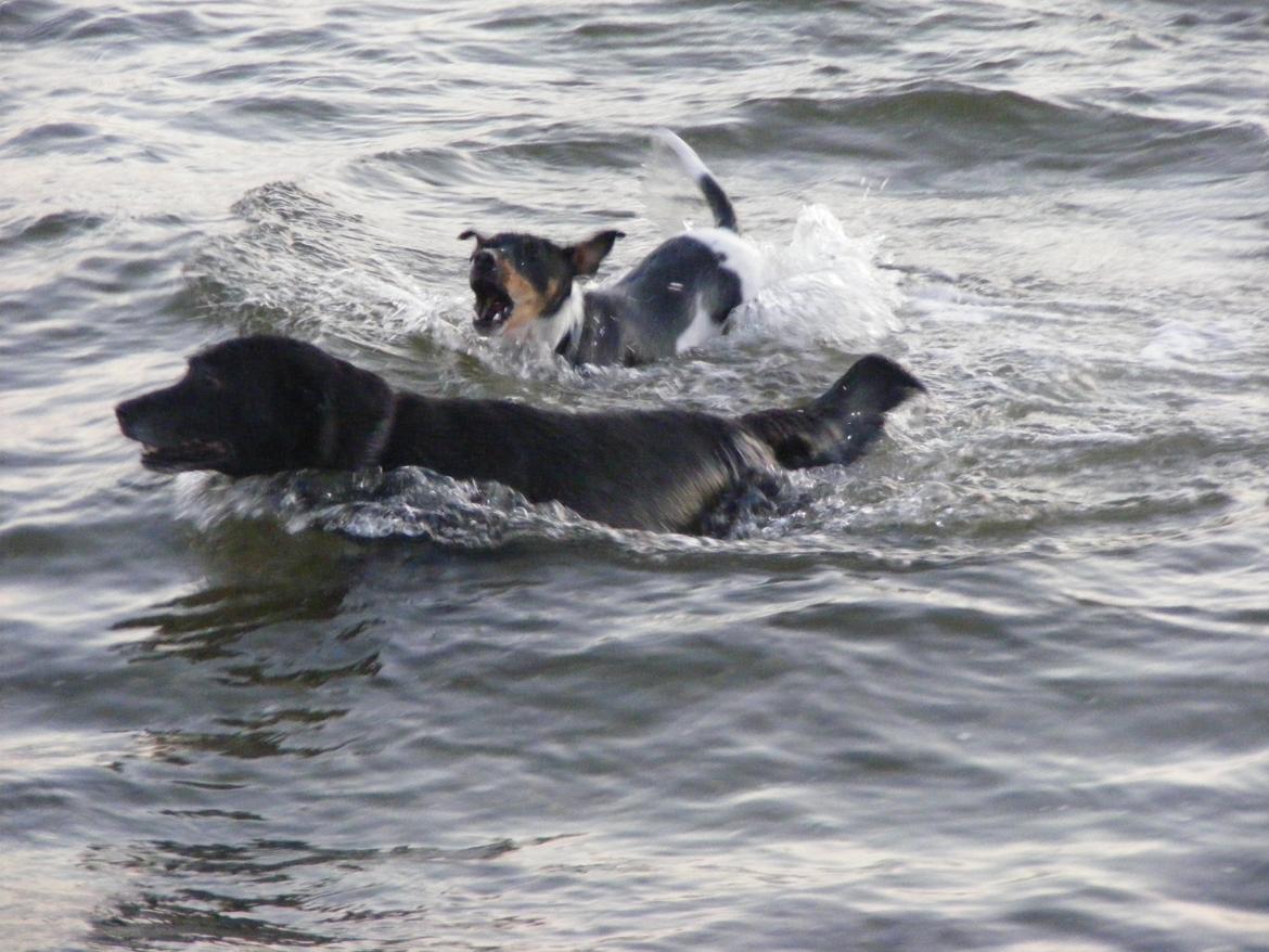 Blanding af racer Chilli billede 6