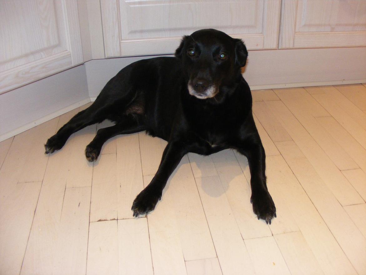 Blanding af racer Chilli billede 7