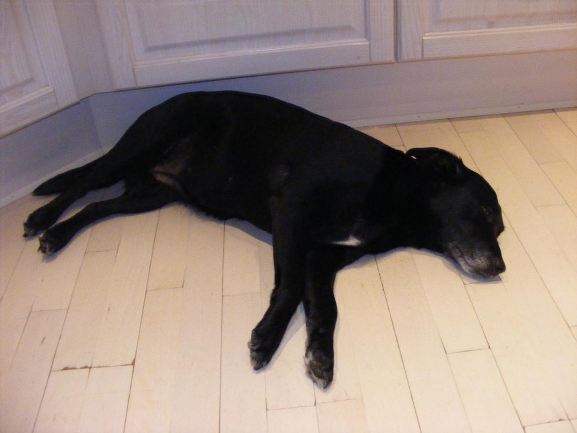 Blanding af racer Chilli billede 8