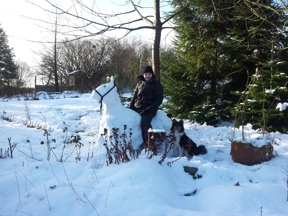 Shetland sheepdog Bella - Bella Esther og Snehesten billede 15