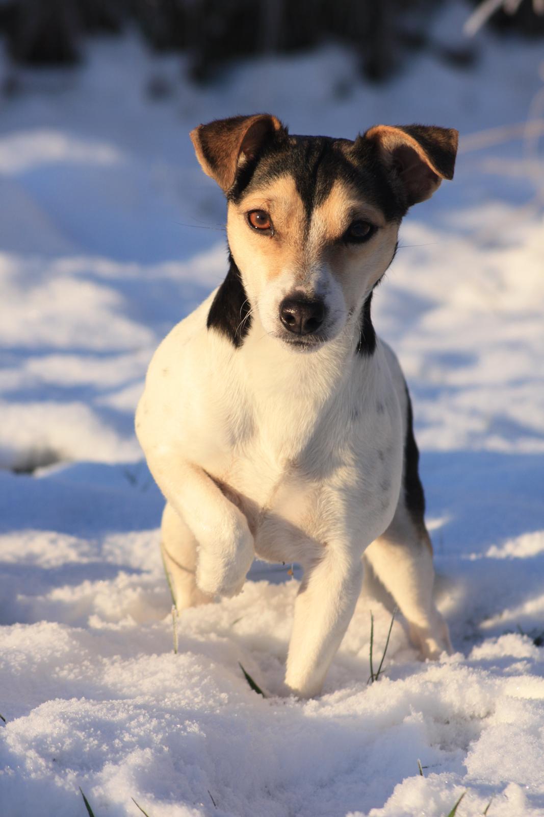 Jack russell terrier My - December 2012 billede 5