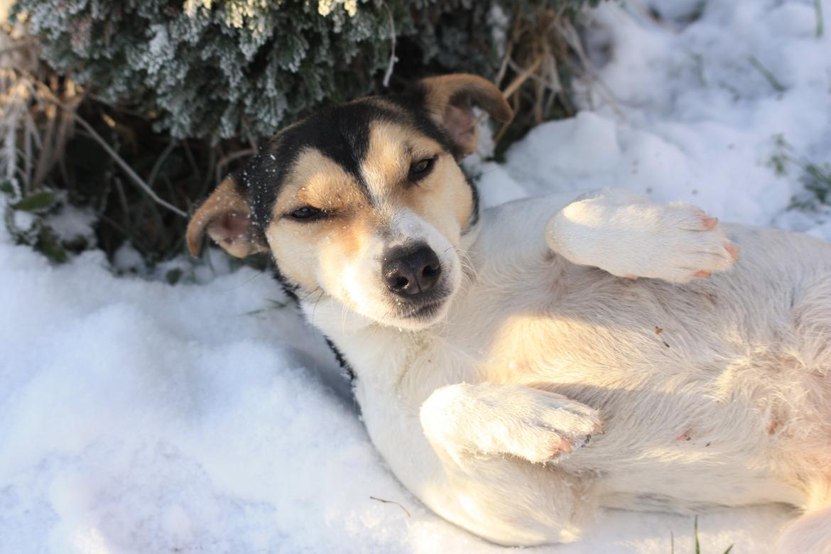 Jack russell terrier My - December 2012 billede 6