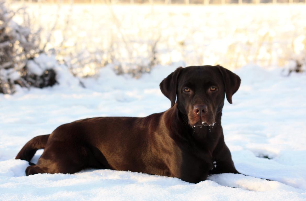 Labrador retriever Nuca - December 2012 billede 3