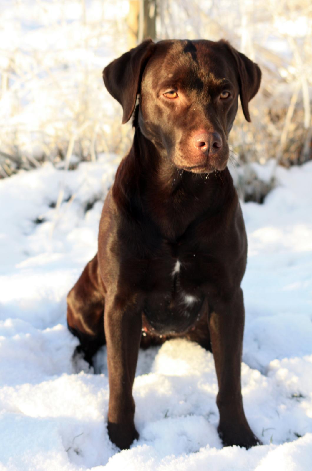 Labrador retriever Nuca - Glædelig jul! :)
December 2012 billede 2