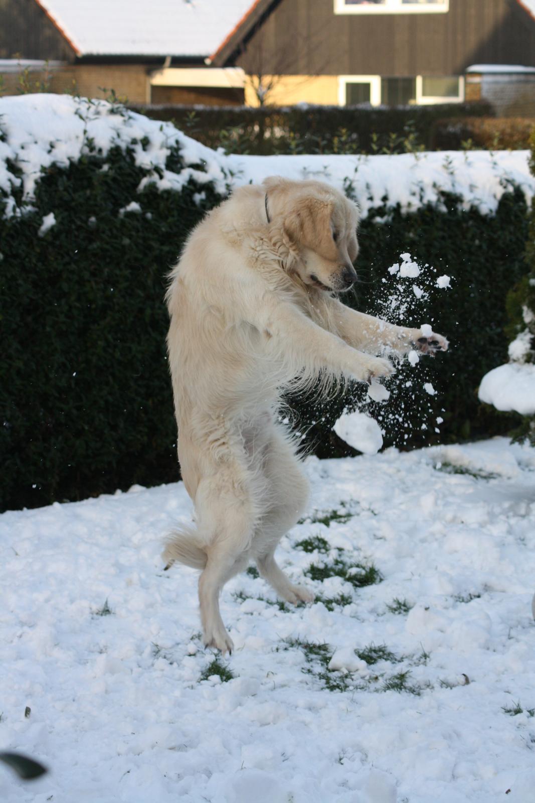 Golden retriever Golden Cosmo - Den hun elsker godt nok sne :D haha Cosmo er en ninjahund :´) foto mig :D billede 1