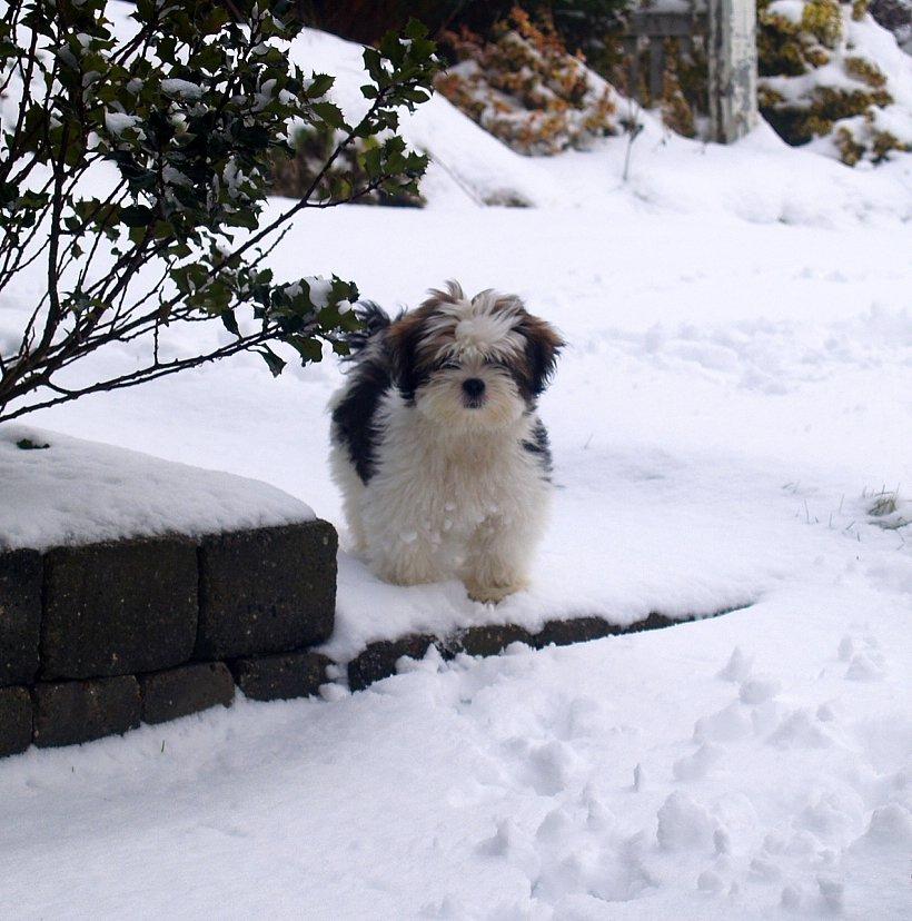 Lhasa apso Tucker billede 35