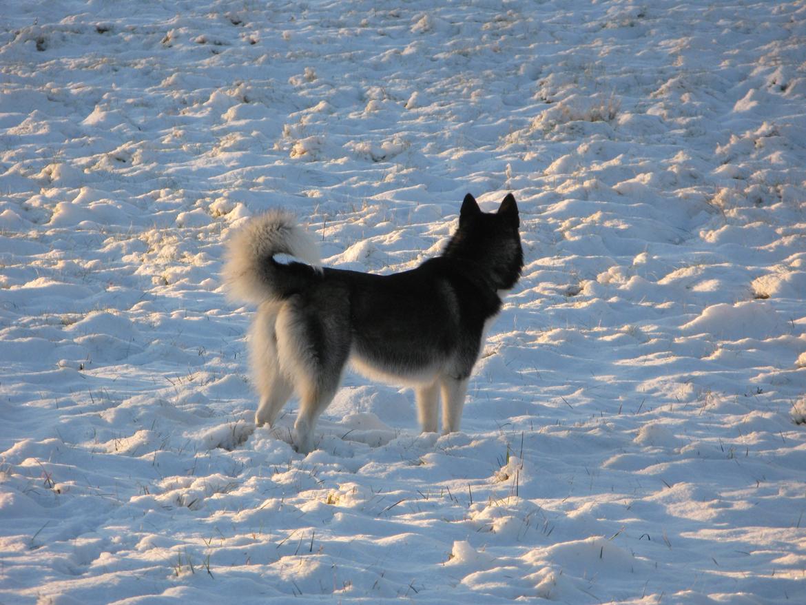 Siberian husky Misha - Misha i sit rette element, december '12 billede 6