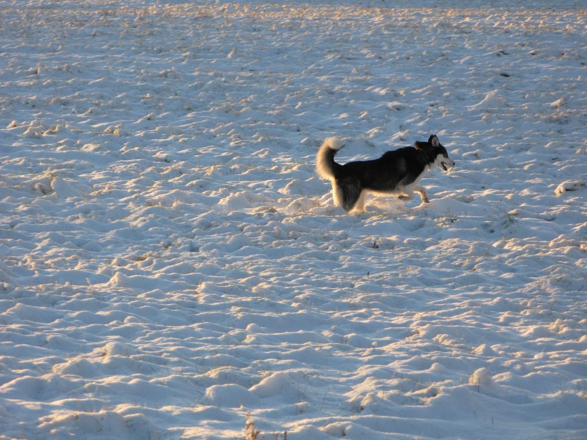 Siberian husky Misha - Misha i sit rette element, december '12 billede 7