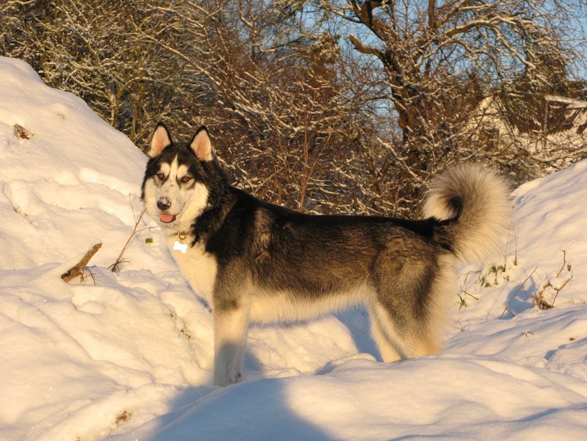 Siberian husky Misha - Misha i sit rette element, december '12 billede 5