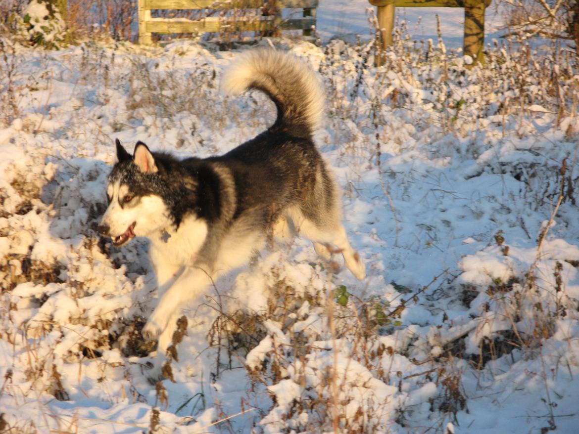 Siberian husky Misha - Misha i sit rette element, december '12 billede 8