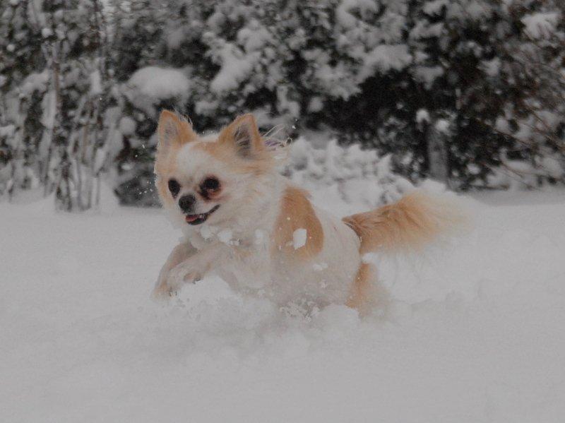 Chihuahua Daisy - December 2012 billede 20