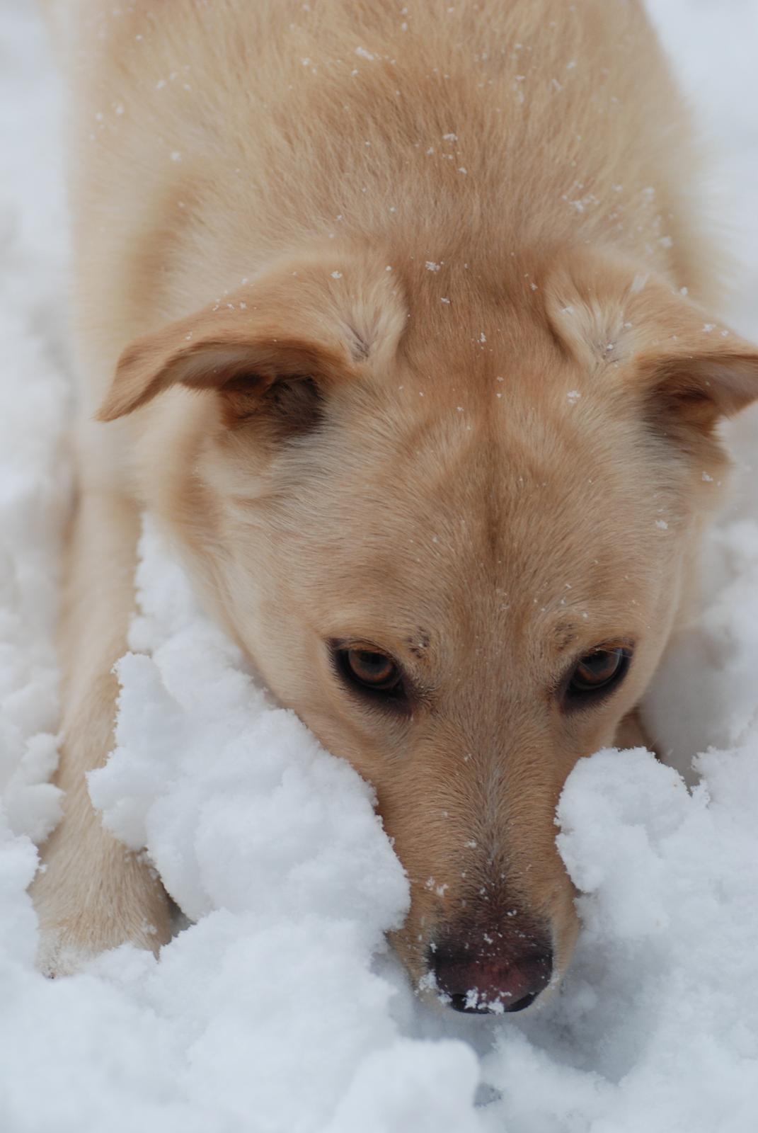 Blanding af racer Bertram - December 2012. billede 17