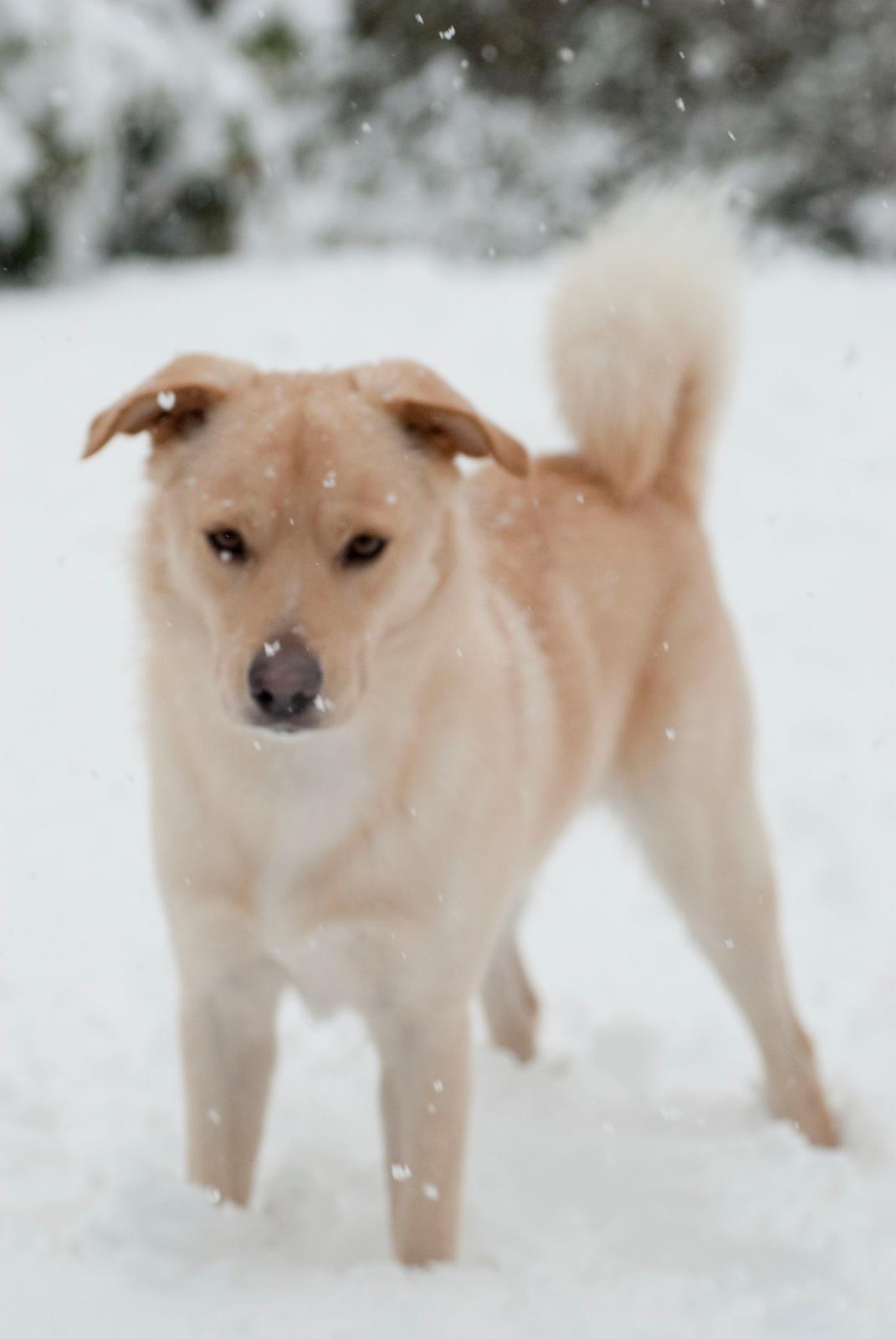 Blanding af racer Bertram - December 2012. billede 2