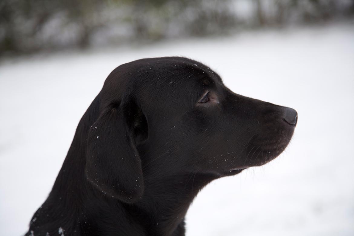 Labrador retriever Sophie *ludty*  [ lobes labrdor knirke] billede 6