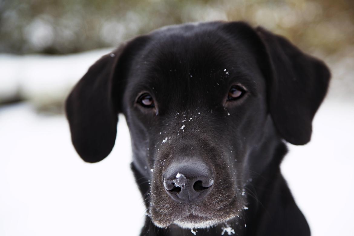 Labrador retriever Sophie *ludty*  [ lobes labrdor knirke] - smukke sne-hund billede 3