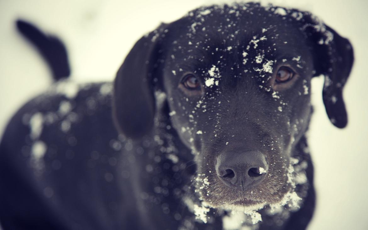 Labrador retriever Sophie *ludty*  [ lobes labrdor knirke] - GOD JUL! billede 1