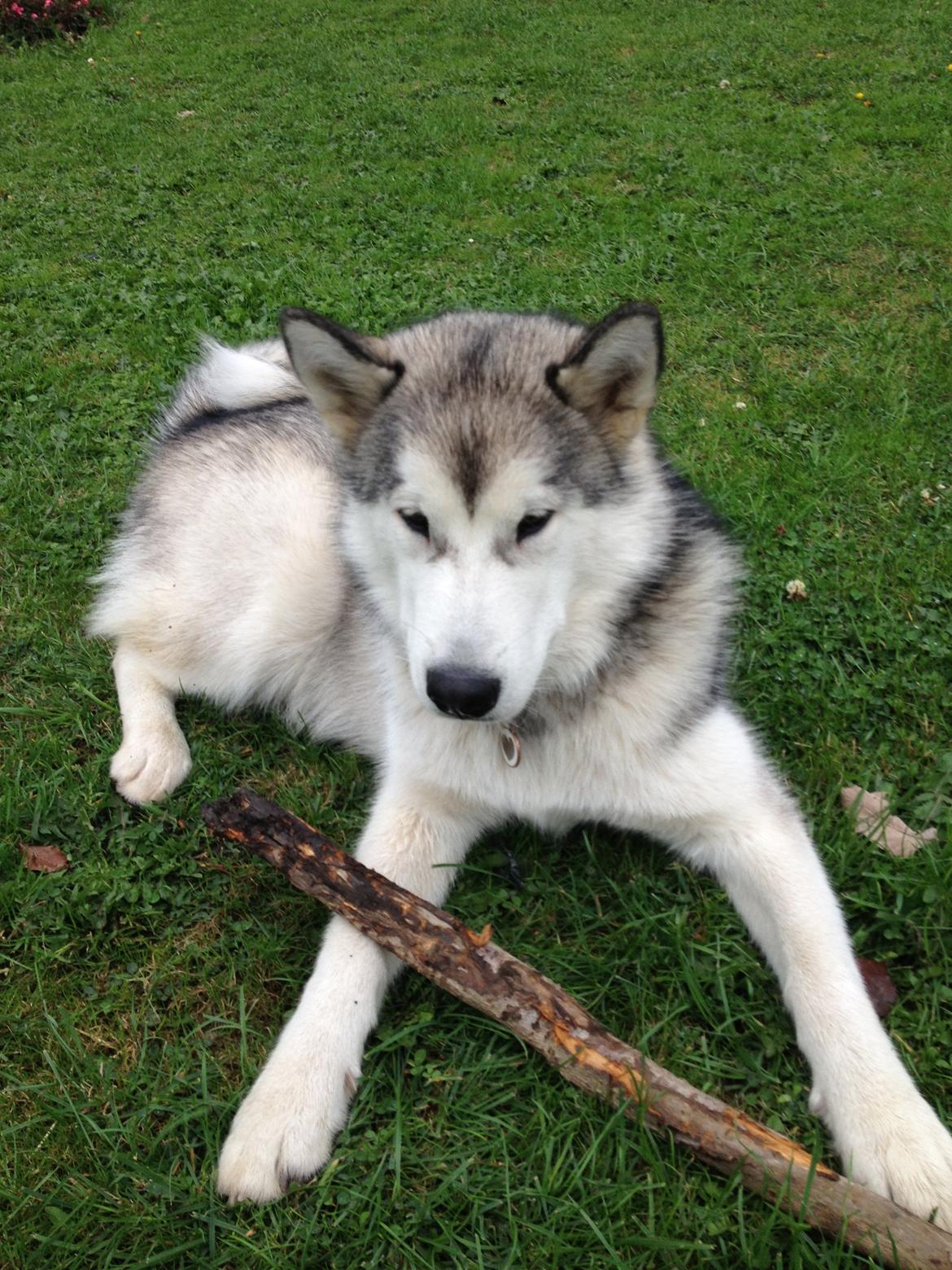 Alaskan malamute Kisja billede 11