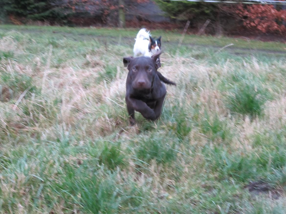 Blanding af racer Eddie billede 16