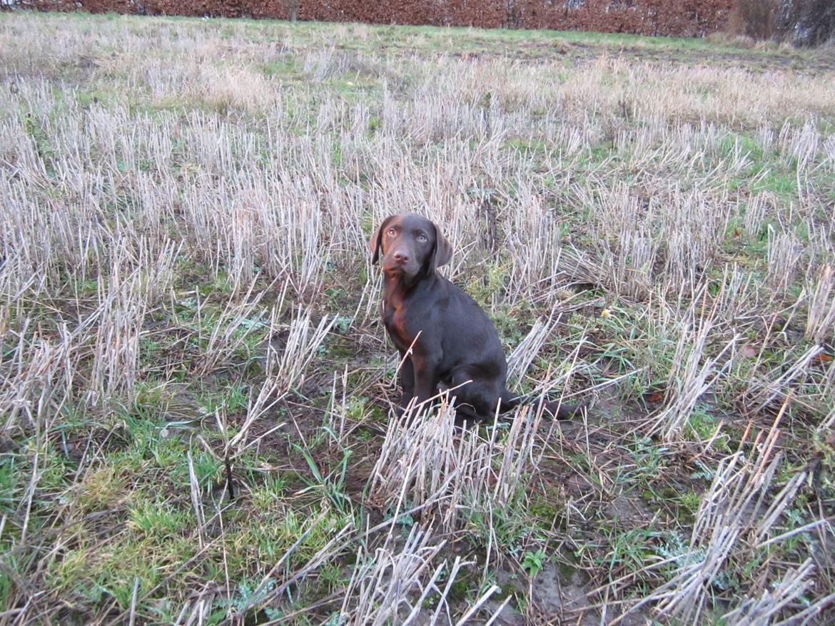 Blanding af racer Eddie billede 1