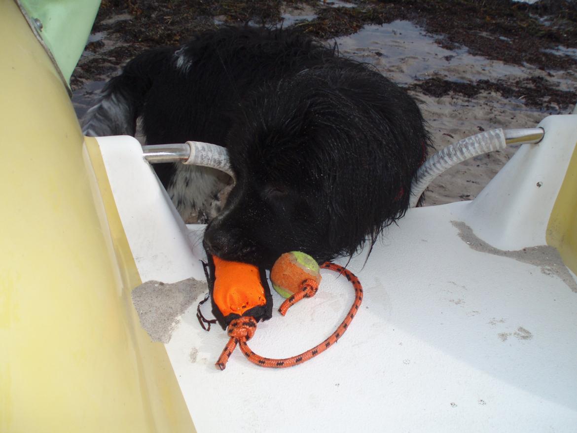 Newfoundlænder Diesel - Diesel finder apporten, der var gemt på en vandcykel, grunden til, søgeapport er vidst lagt :-) billede 14