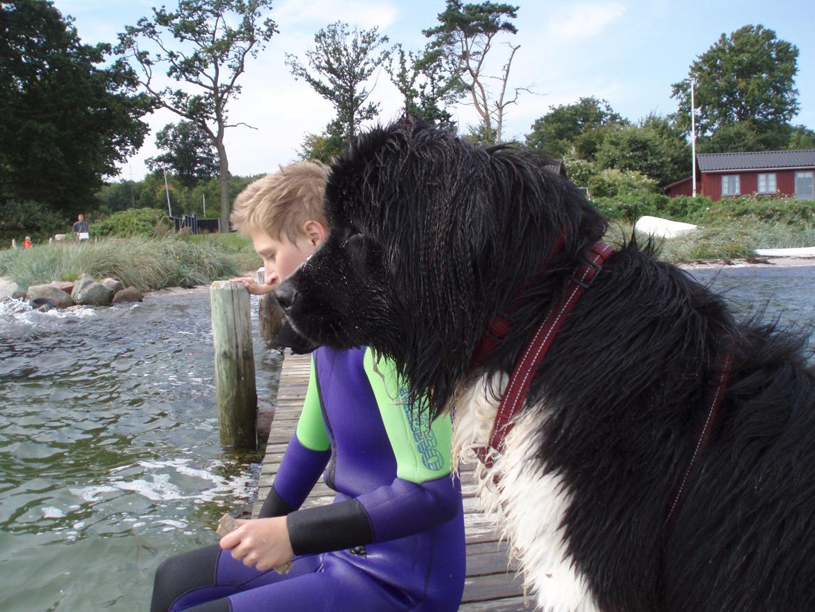Newfoundlænder Diesel - Spring fra badebro mangler stadig overtalelse, men indtil da, der holder vi øje med vandet fra et godt udsigtspunkt. billede 15