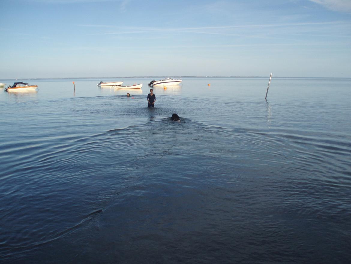 Newfoundlænder Diesel - Når en newfoundlænder kommer i vand, så er det en hyrdehund! Her er Diesel på vej ud og hente flokmedlemmerne. billede 13