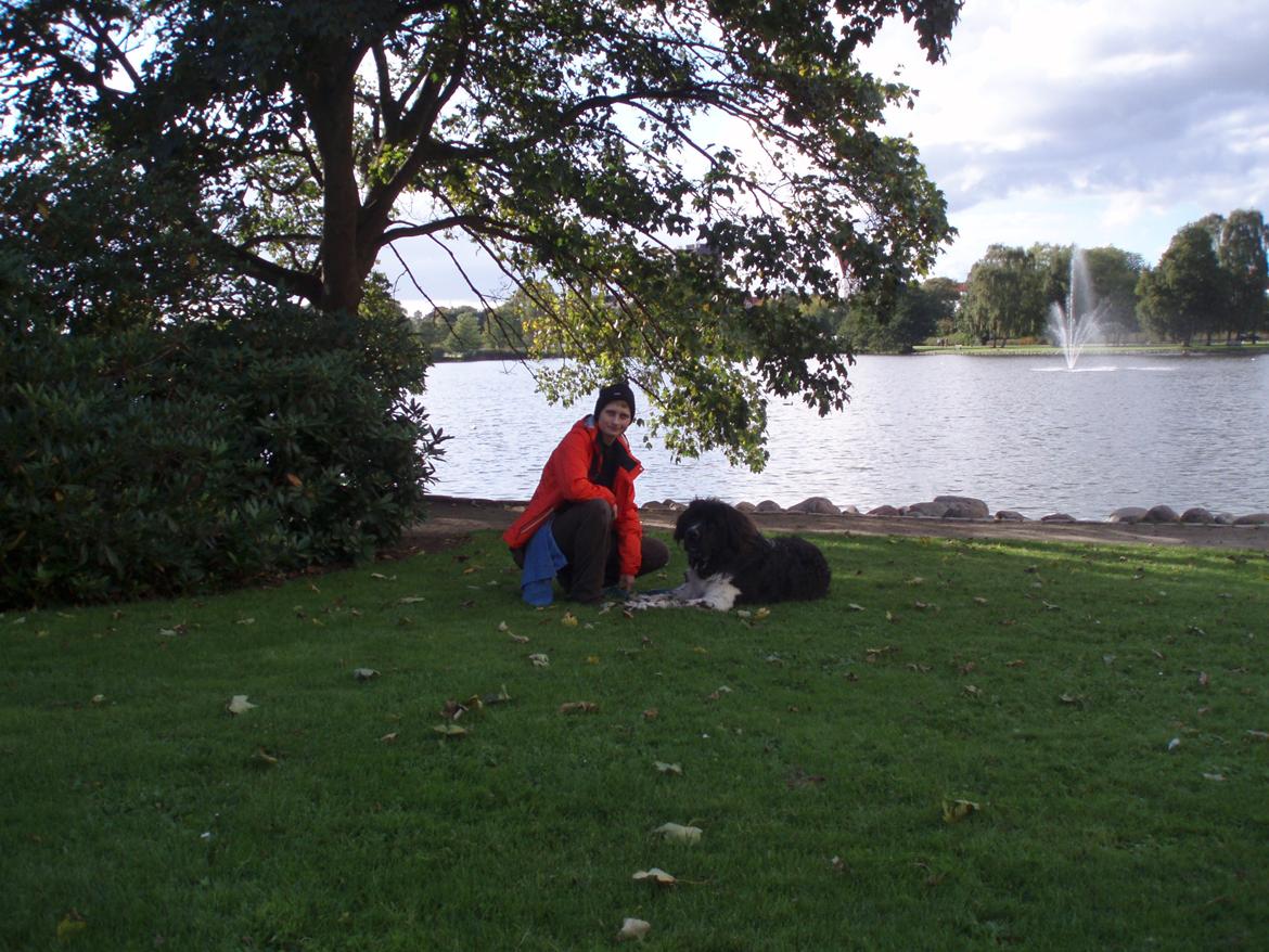 Newfoundlænder Diesel - Efter en dejlig gåtur i Damparken, hvor vi øvede os i at gå forbi mennesker uden at skulle hilse (og oversavle) dem alle, fik vi taget dette dejlige billede billede 16