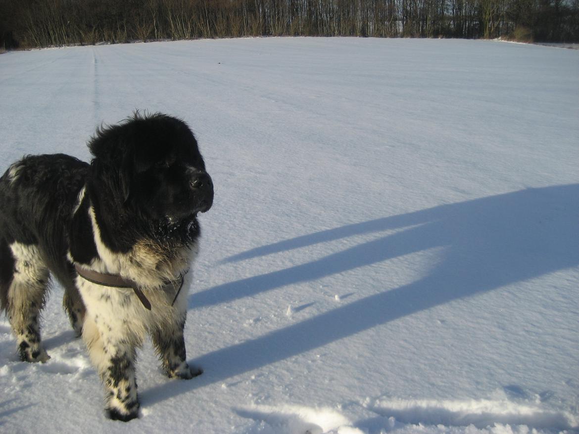 Newfoundlænder Diesel - December 2012, så kom der endelig sne, og Diesel elsker det. billede 17
