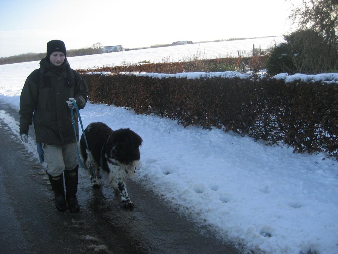 Newfoundlænder Diesel billede 18