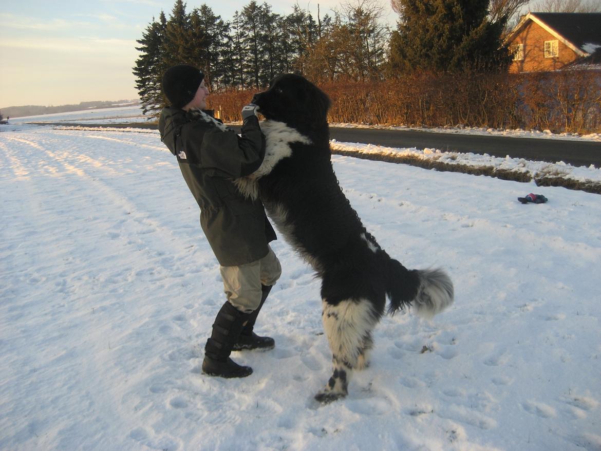 Newfoundlænder Diesel - "Hvor stor er du Diesel?" billede 19