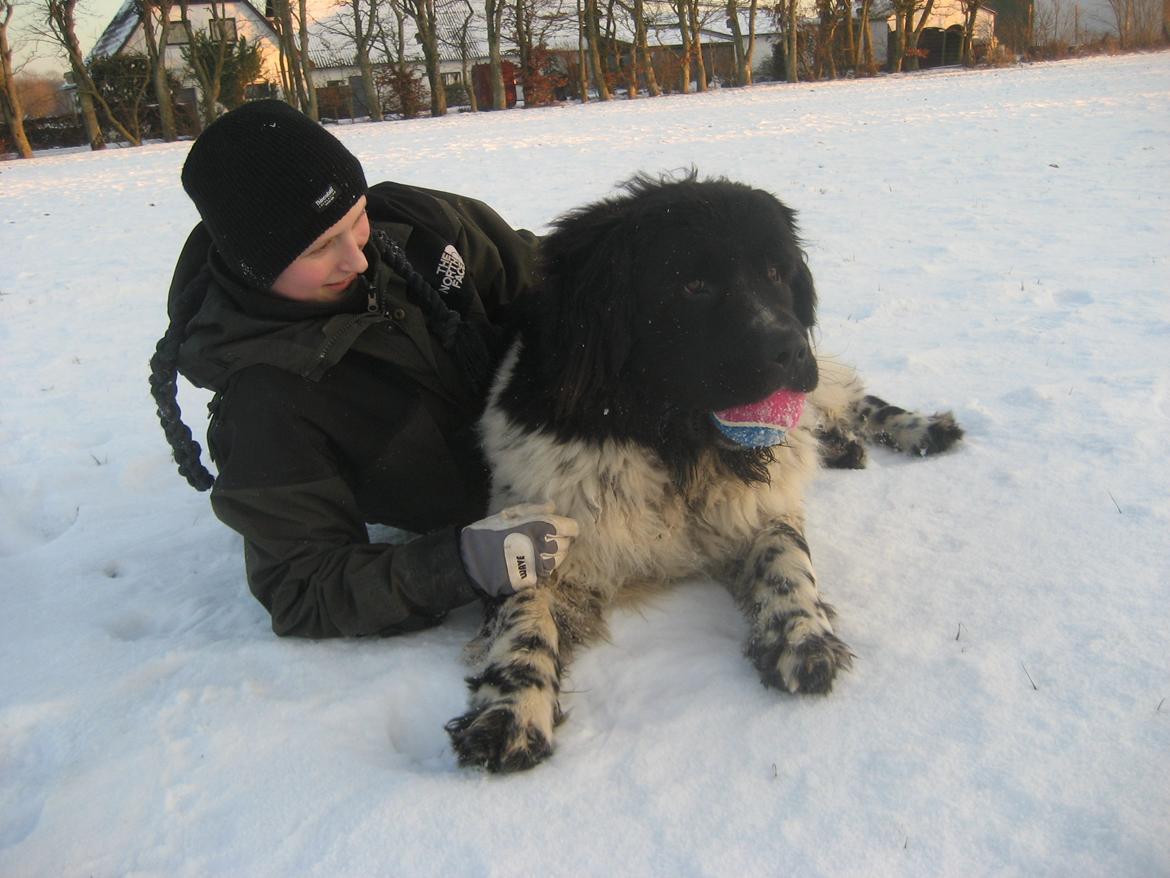 Newfoundlænder Diesel - Efter en dejlig dag med leg i sneen er vi faktisk vældig fotogene. 
 billede 20