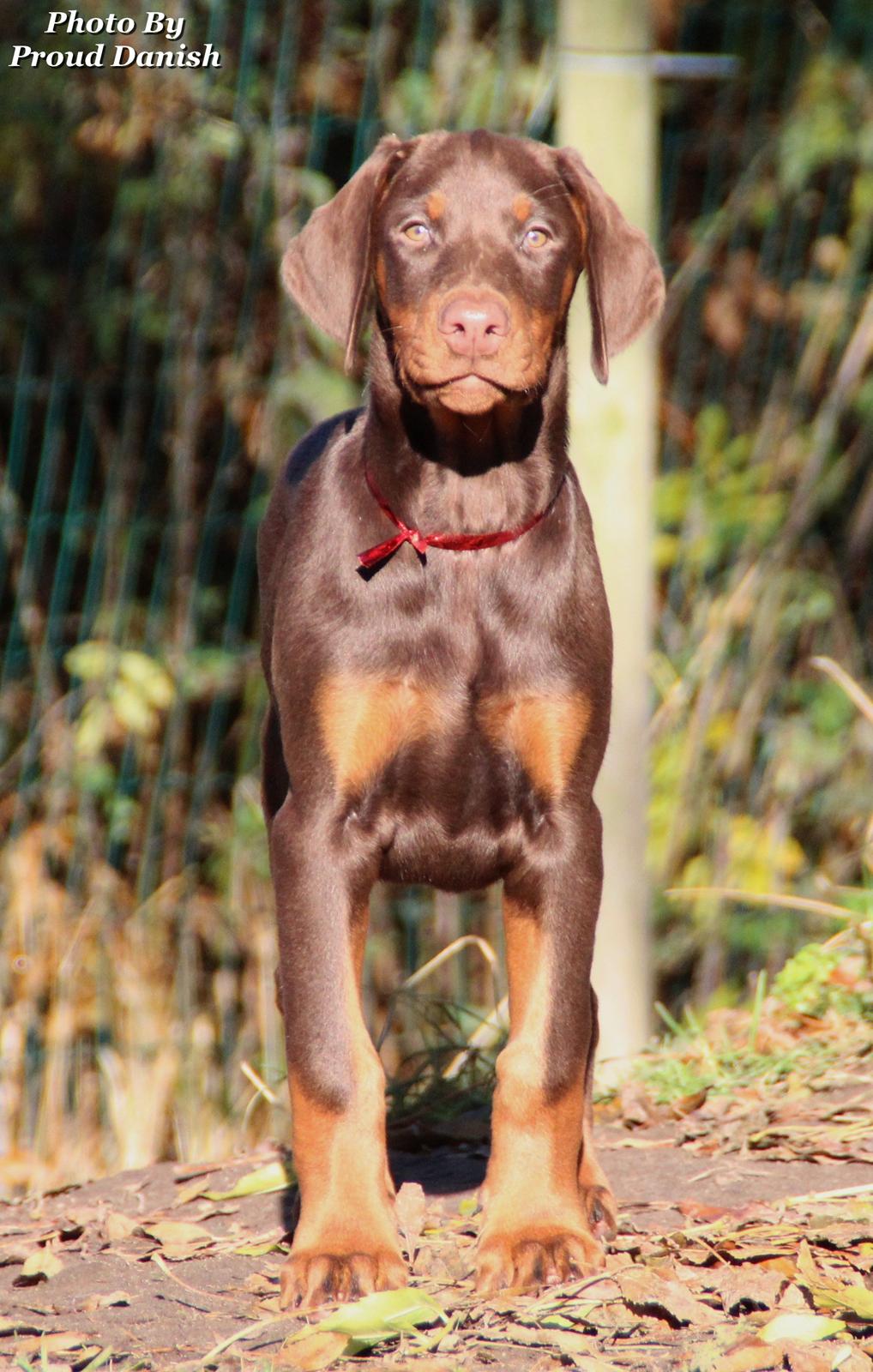 Dobermann DKKV13 AJW13 LUCH Proud Danish Flying Indian Girl billede 32