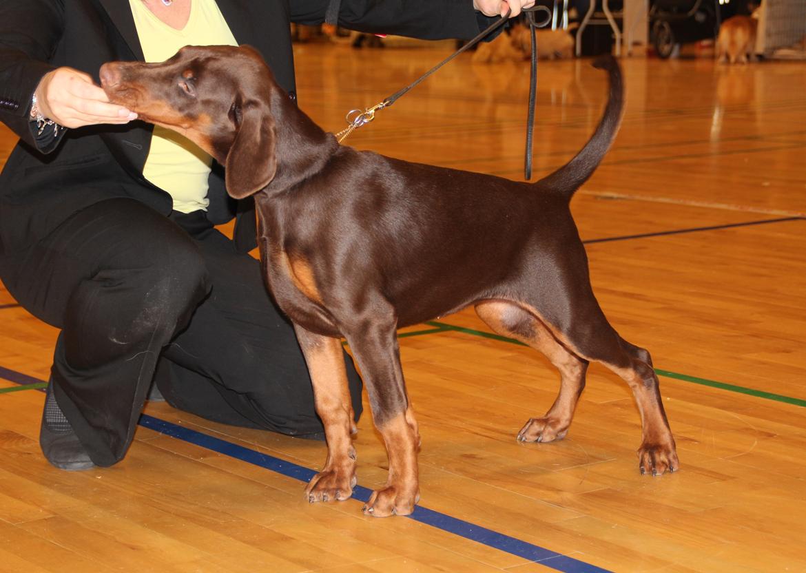 Dobermann DKKV13 AJW13 LUCH Proud Danish Flying Indian Girl billede 33