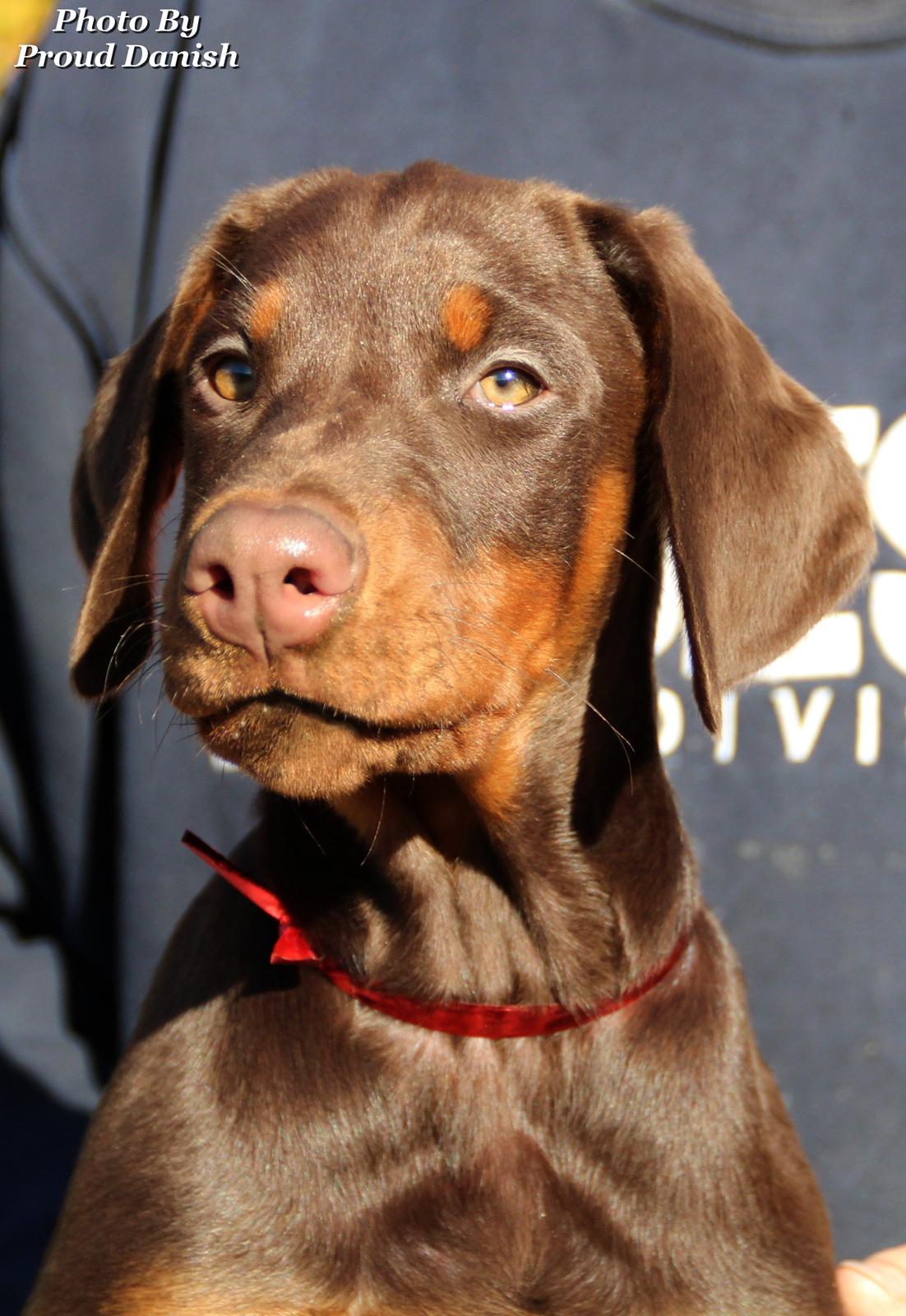 Dobermann DKKV13 AJW13 LUCH Proud Danish Flying Indian Girl billede 34