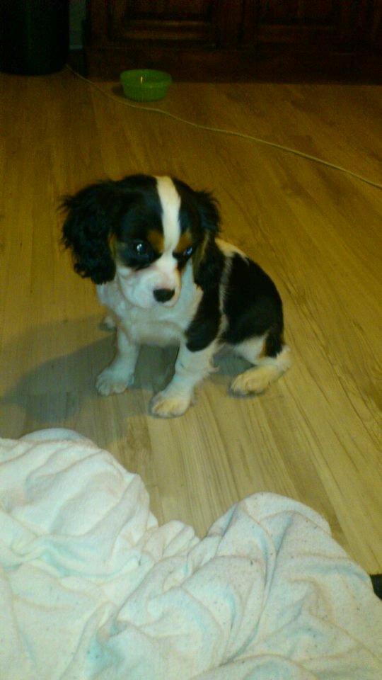 Cavalier king charles spaniel Bosco - Et dårligt billede, men det er taget med min mobil. Den aller første aften jeg havde ham :) billede 2